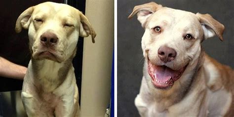 Active for less than 1.5 hours a day normal: Dog With Horrific Injuries Finds a Home! | HuffPost