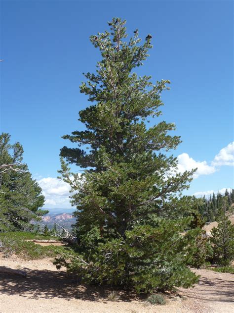 Pine, Limber - TheTreeFarm.com