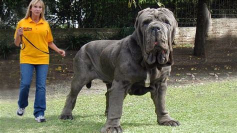 Meet The Worlds Biggest Man Best Friend Who Weighs A Hefty 180 Pounds