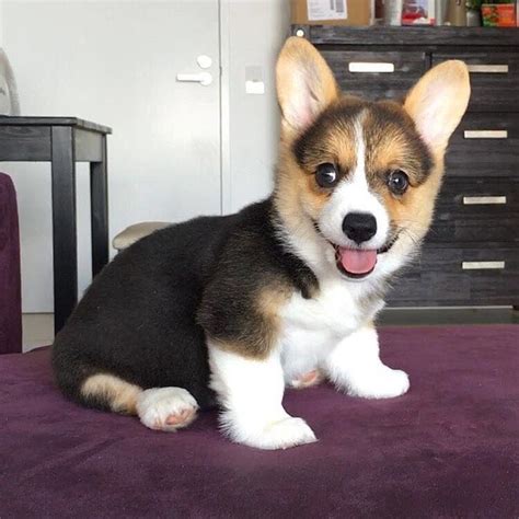 Here are specialists who are really passionate about we're the #1 pet store in nyc serving all residents of ny, nj, and beyond. Corgi Puppies For Sale | New York, NY #202835 | Petzlover