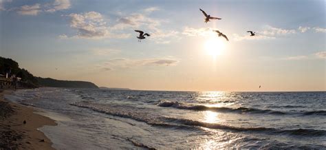 Seagulls Flying Over The Baltic Sea Before Sunset Stock Photo Image