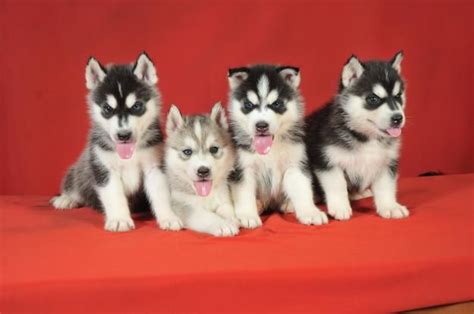 Miniature Siberian Husky Puppies Huskies