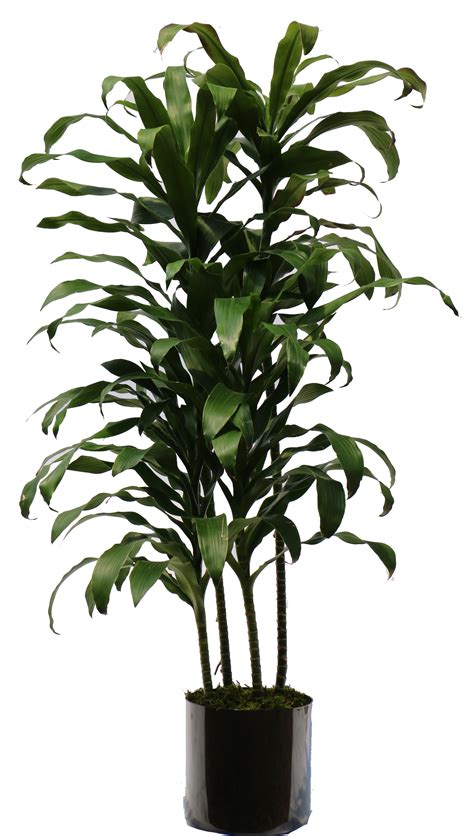 Indoor Plants Images Free Download House Plant Png House Plant Png