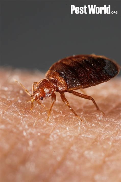 Bed Bugs Can Be Found In Any Location Where Humans Congregate