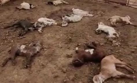 كلاب ضالة تفترس قطيع ماشية في القطرانة المدينة نيوز