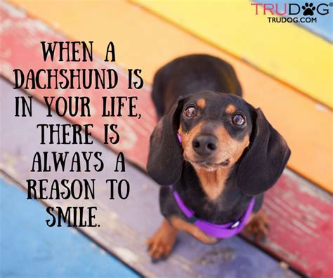 14 Best Dachshund Quotes And Sayings Page 2 Of 3 Petpress