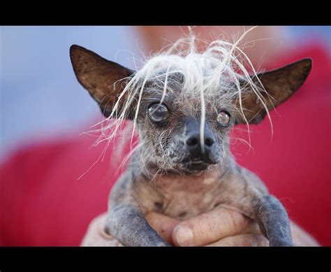 Las Fotos De Los Perros Más Feos Del Mundo Que Te Harán Quererlos