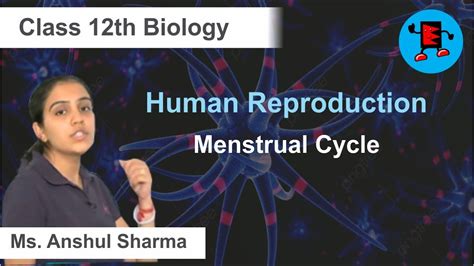 cbse class 12 biology human reproduction menstrual cycle extraminds youtube