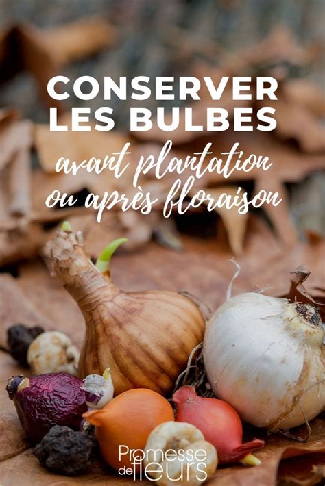 Comment Conserver Les Bulbes Avant Plantation Et Apr S Floraison