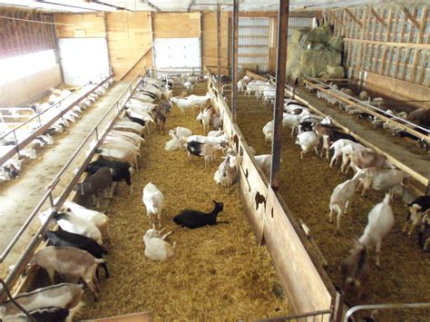 Goat Barn Raising Farm Animals Raising Goats Livestock Farming Goat