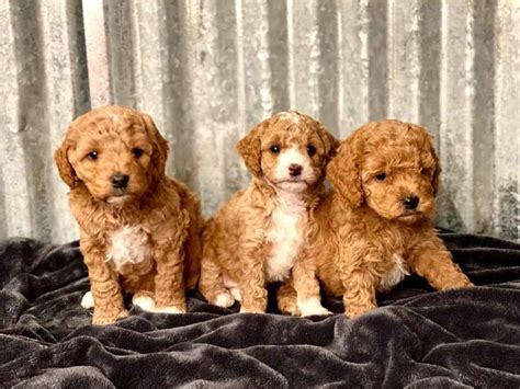 Dna healthy, pure designer breed, english mini labradoodle puppies for sale. Teacup Labradoodle & Mini Labradoodle Puppies for sale ...