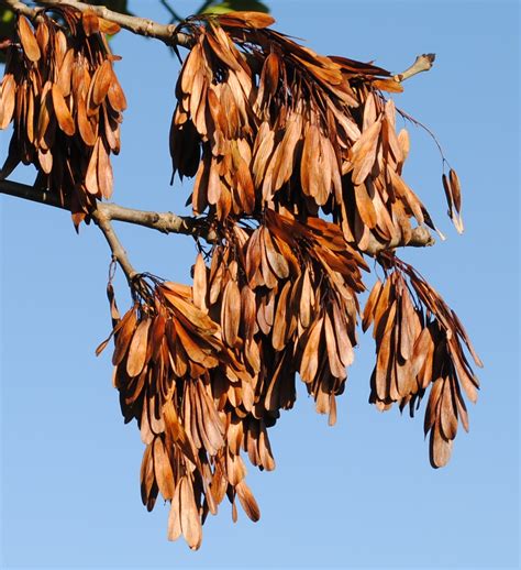 Ash Trees Fraxinus Excelsior Ash Tree Identification Kent Downs