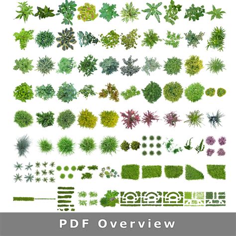 Top View Plants 01 Cutout Plan View Plant Graphics Png For