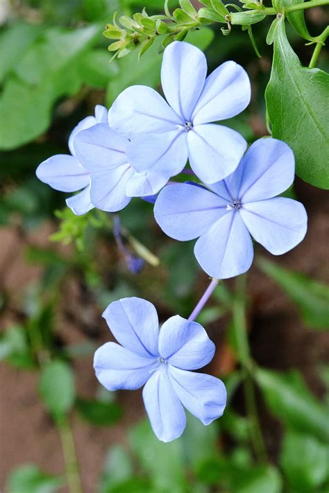 Hd Wallpaper Blue Flower Plant Flowers Sri Lanka Mawanella Ceylon
