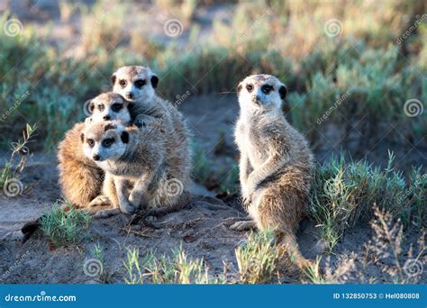 Meerkats In Africa Four Cute Meerkats Curious Facing Photographer