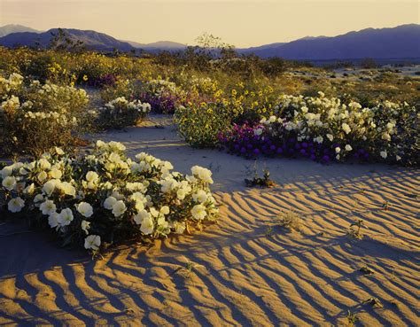Sonoran Desert Plants Gardenerdy