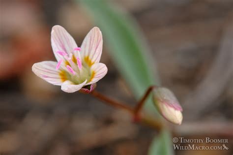Western Spring Beauty Claytonia Lanceolata Wildflower Pictures Wild