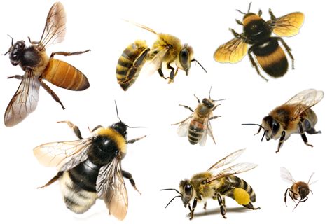 Bee Png Free Download Png Arts