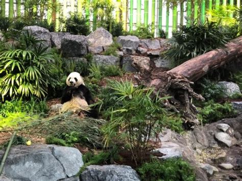 The Most Adorable Pandas At The Calgary Zoo Mint And Heritage