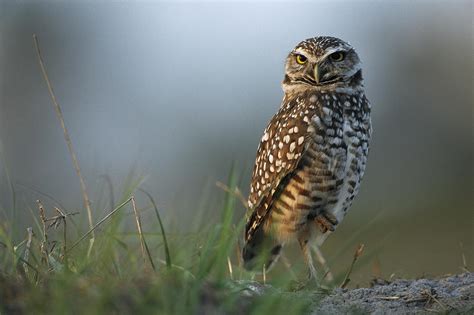 A Burrowing Owl In Its Grassland Photograph By Klaus Nigge