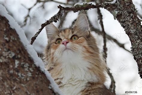 A Beautiful Tortoiseshell Norwegian Forest Cat High In A Snowy Stock