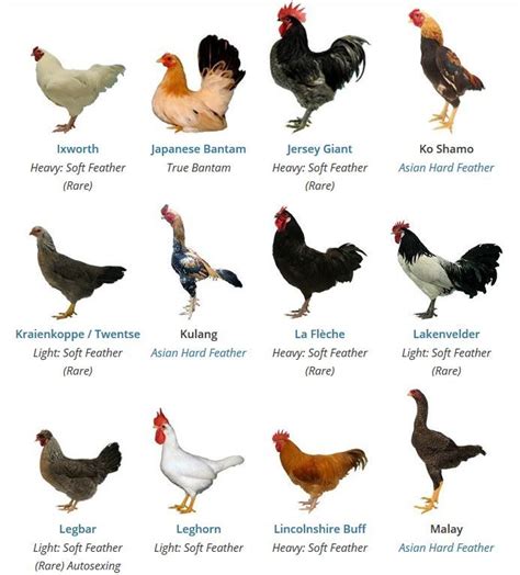 Chicken Breeds In 2022 Chicken Breeds Breeds Pet Birds