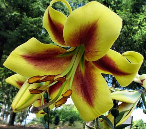 List Of 50 Different Types Of Lilies With Pictures