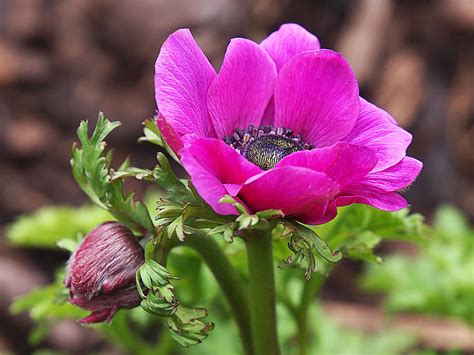 Hot Pink Anemone Photograph By Gill Billington