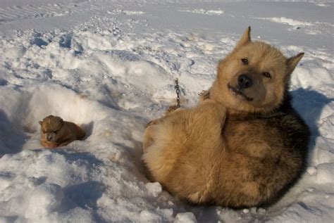 Pin On Х Greenland Dog Gronlandshund Esquimaux Dog Greenland Husky