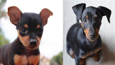 9 Reasons You Should Cuddle Your Mini Pinscher More Often Sonderlives
