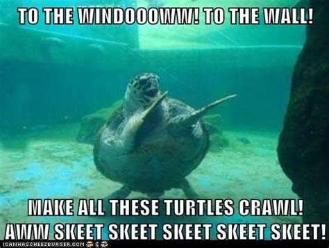 Sea Turtle Memes