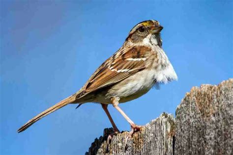 Most Common Birds Of New Jersey