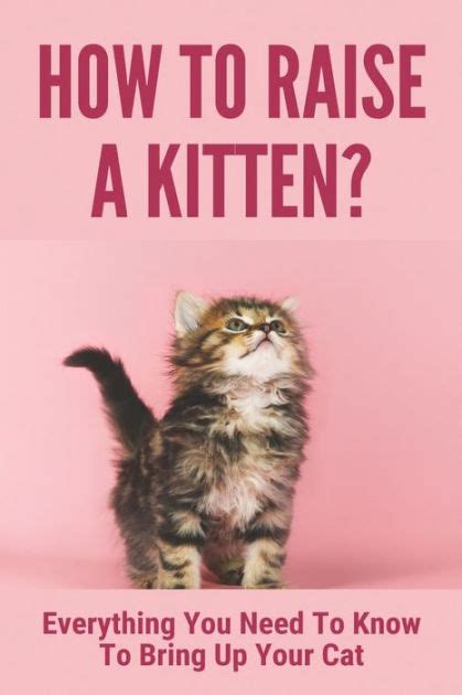 How To Raise A Kitten Everything You Need To Know To Bring Up Your Cat Kitten Behavior Stages