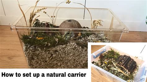 How To Set Up A Hamster Carrier And All About Them Natural Settup