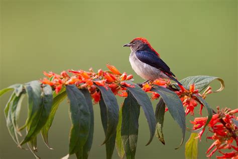 955418 Nature Plants Birds Animals Rare Gallery Hd Wallpapers