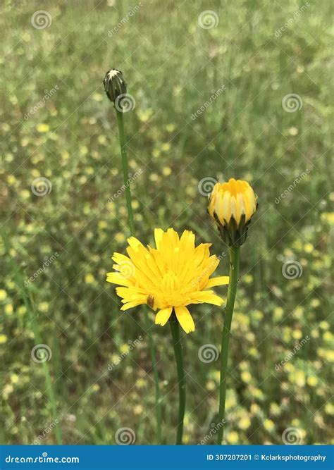 Golden Potato Dandelion Krigia Wildflowers - Morgan County Alabama