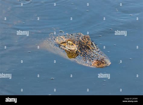 Alligator At Circle B Bar Reserve In Polk County In Lakeland Florida