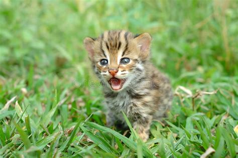 Baby Leopard Cat Stock Photo Image Of Wild Grass Animal