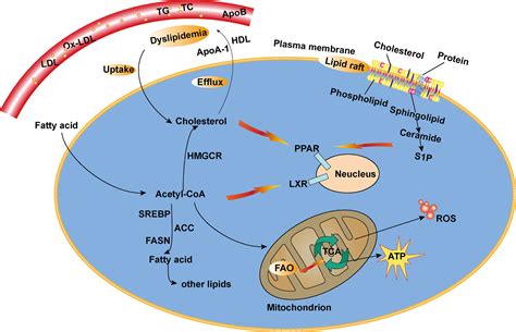 Frontiers Lipid Metabolism Immune Regulation And Therapeutic