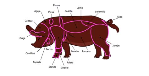 Las Piezas De La Carne De Cerdo Scoolinary Blog