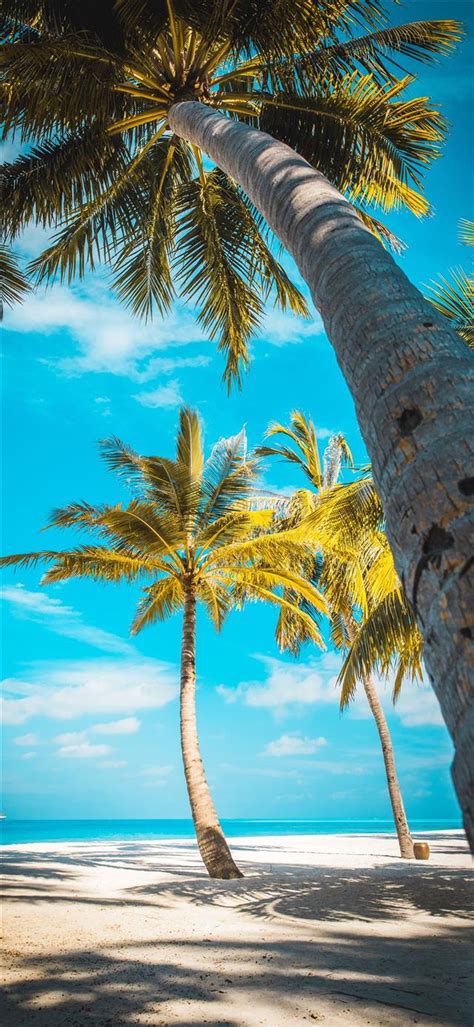 Palm Trees At The Shore Near Boat During Day Iphone 12 Wallpapers Free