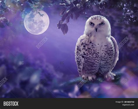 White Owl Night Image And Photo Free Trial Bigstock