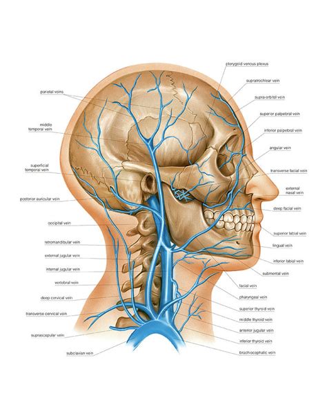 Venous System Of The Head And Neck Photograph By Asklepios Medical