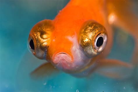 Popeye Disease In Aquarium Fish