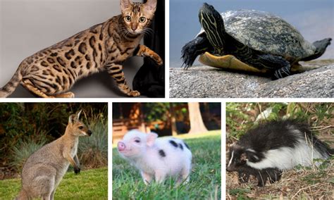 Dragon lizards show great temperaments and can be handled so well, in fact even children can play them as well! 17 Exotic Animals You Can Legally Own As Pets