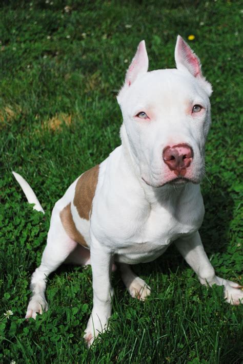 Maybe you would like to learn more about one of these? Pit Bull/Dogo mix - Casper | Mid-America Bully Breed Rescue