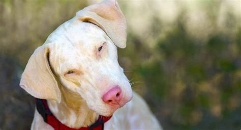 The Albino Dog A Curious And Rare Color Type Marea Brava