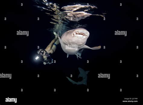 Underwater Photographer Shooting Tawny Nurse Sharks Nebrius