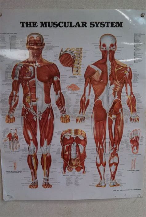 Vintage Anatomical Chart Company Muscular System Poster Etsy