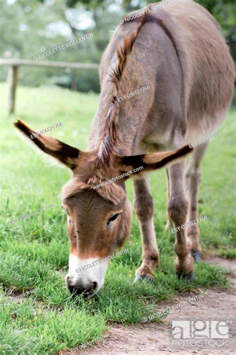 The Domestic Donkey Equus Asinus Asinus Is A Common Domestic Animal